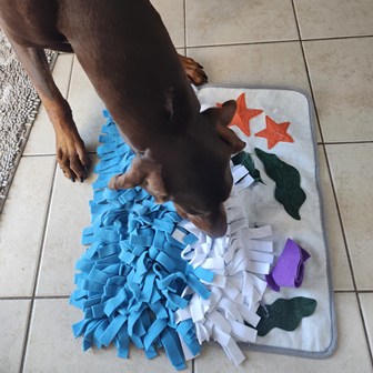 Dog looking at a playmat