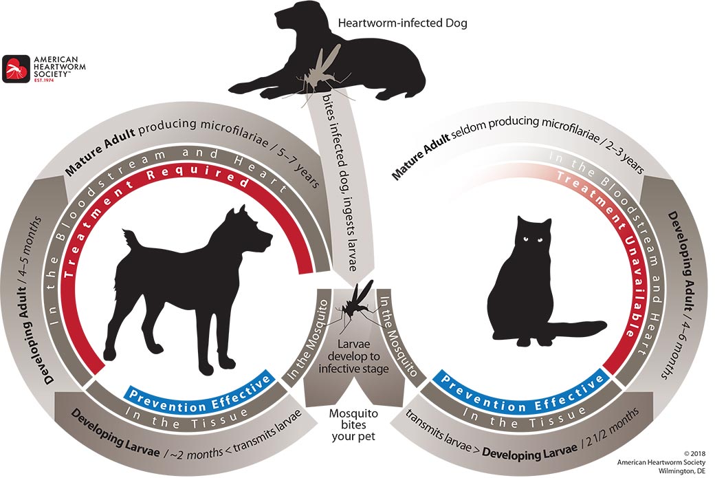 Heartworm Life Cycle Illustration - American Heartworm Society