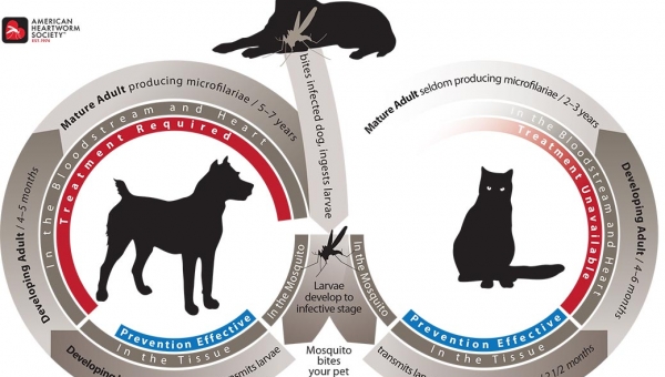 Heartworm Life Cycle Illustration