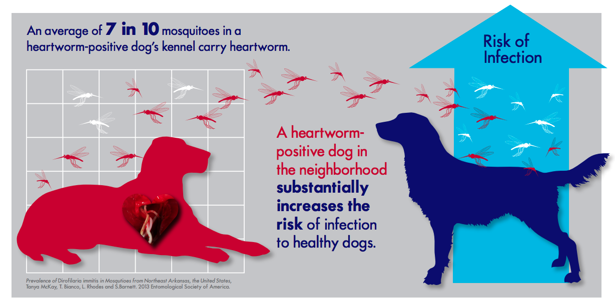 what are symptoms of heartworms in dogs