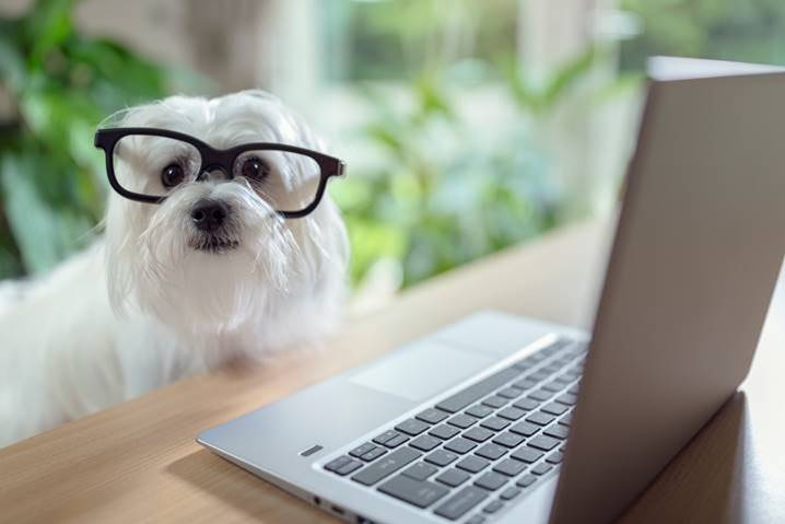 White dog wearing glasses by laptop