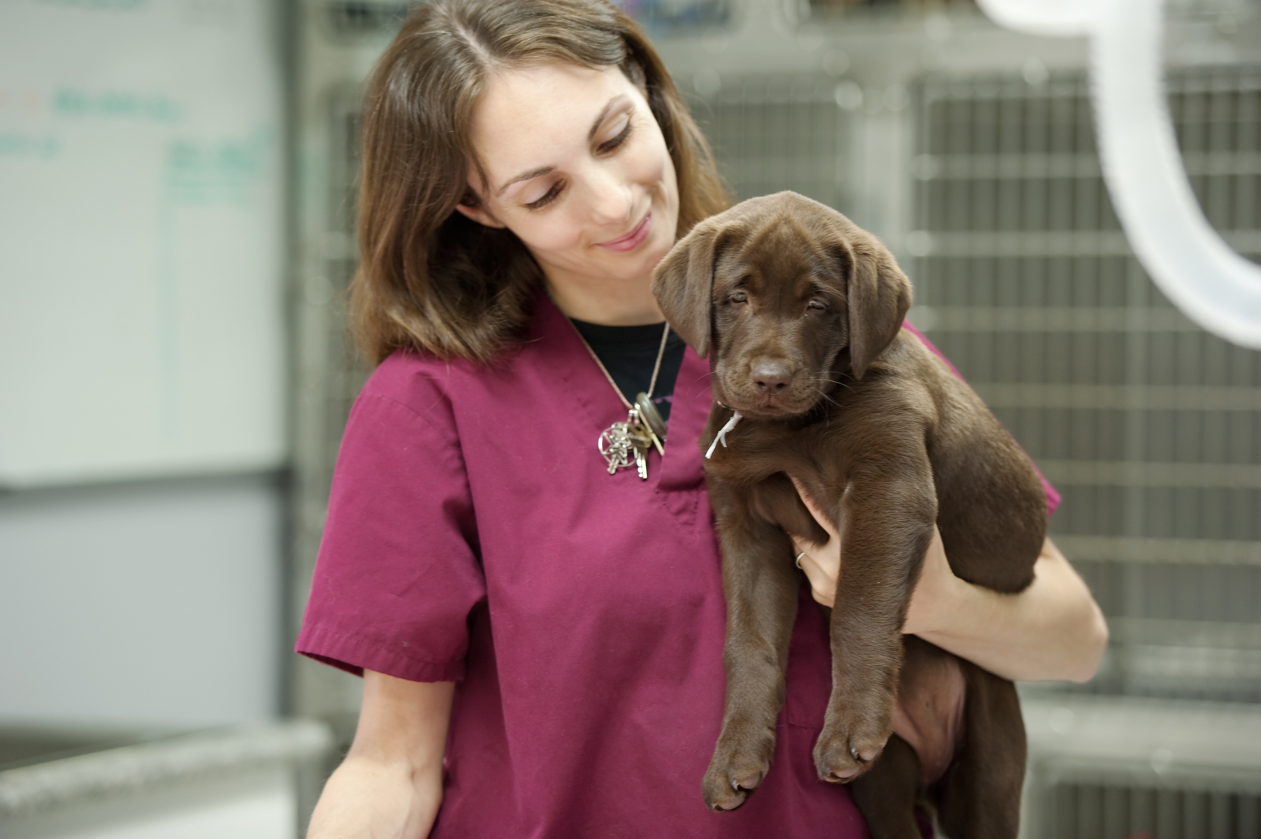 Veterinary Technician/Nurse holding brown puppy