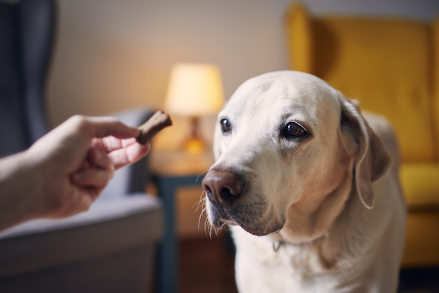 Pet Owner Video Explaining Heartworm Disease