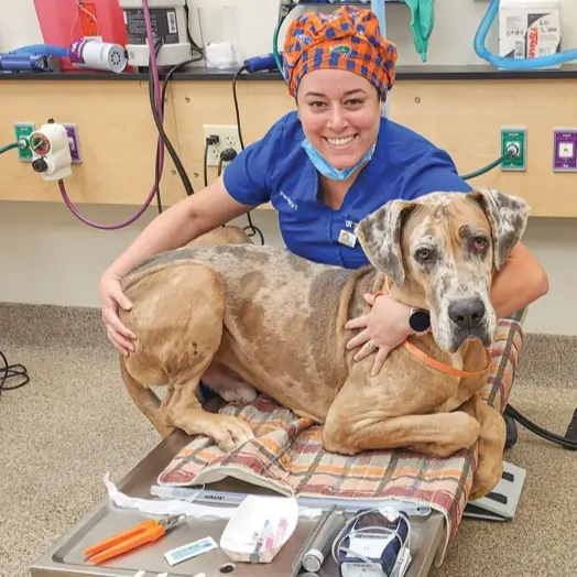 "To ensure early detection, the AHS recommends annual antigen and microfilaria tests to screen dogs for heartworm infection. Photo courtesy Paola Dominguez-Lopez, CVT, University of Florida, Small Animal Hospital, Gainesville, Fla."