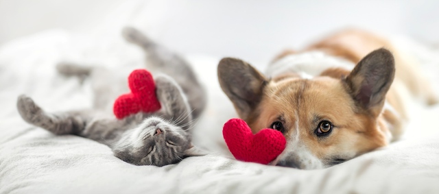 Puppy and kitten with hearts