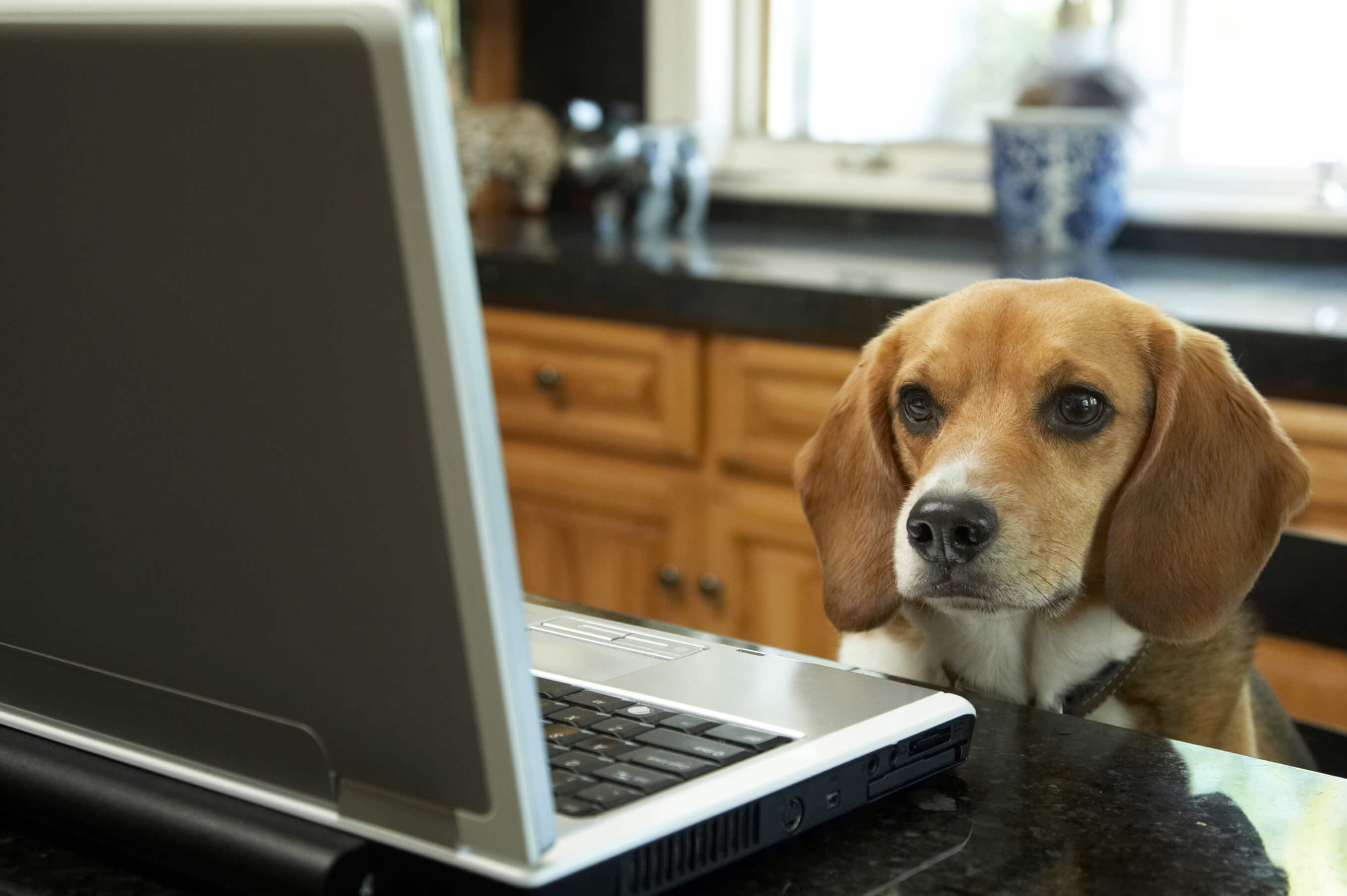 Heartworm Guidelines