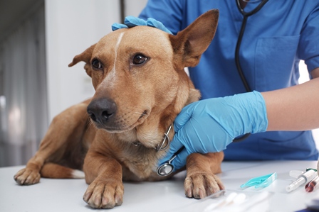 Veterinarian listening to dog's heart Heartworm Guidelines