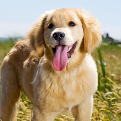 Prevent Heartworms in Pets Year-Round 
