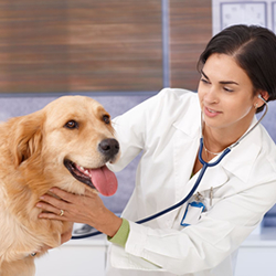 2018 Canine Heartworm Guidelines Offer New Recommendations