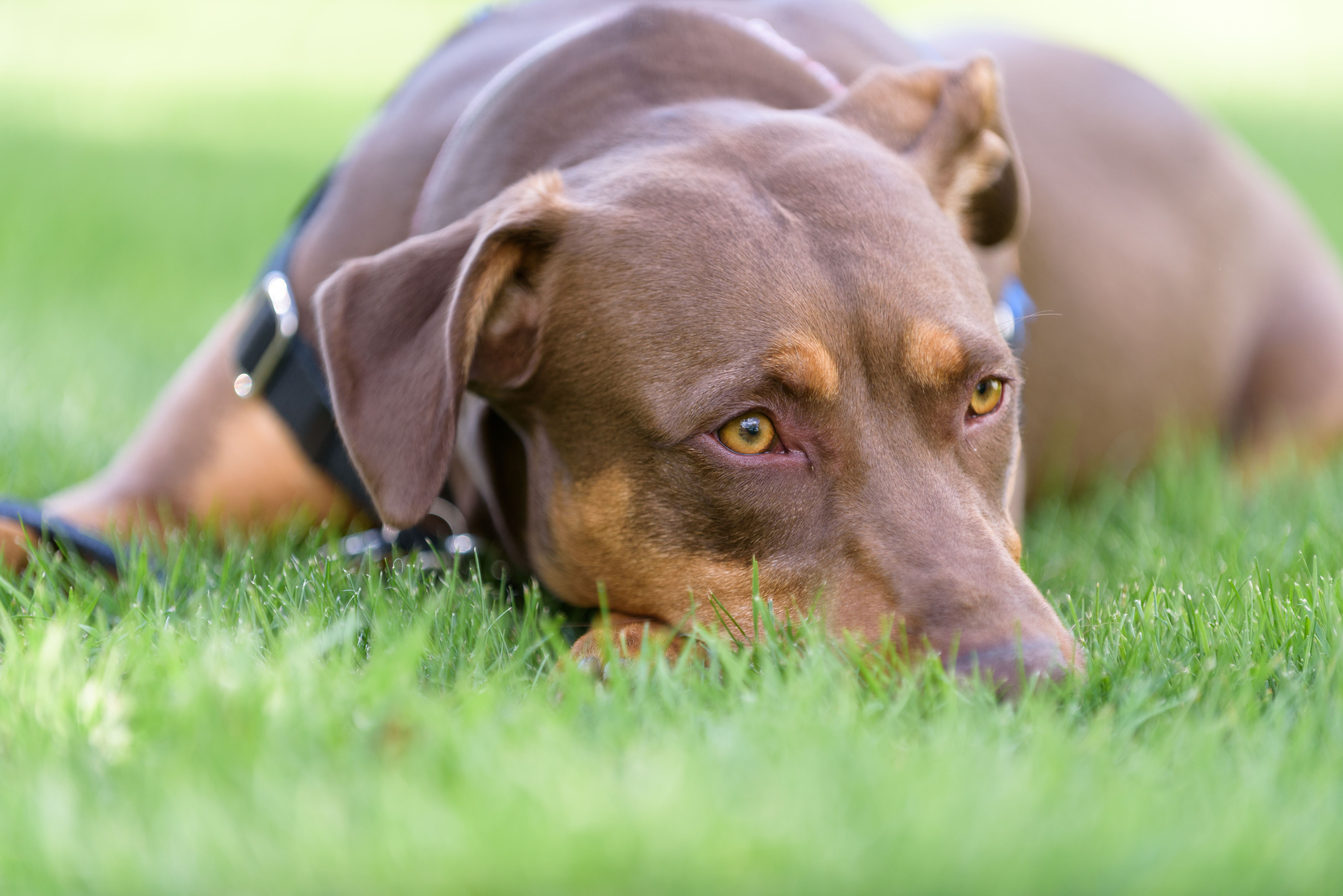 The promise of heartworm prevention: An expert Q&A