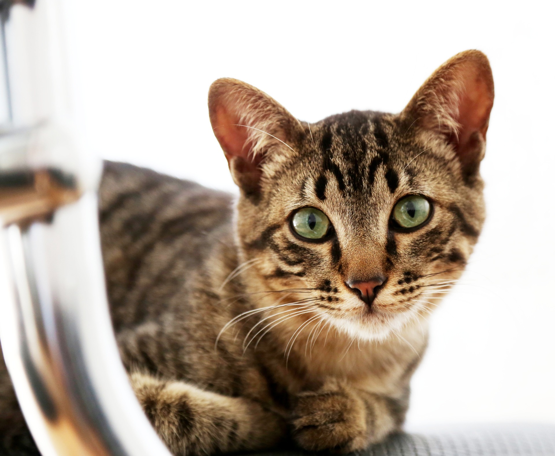 Which cats need heartworm prevention? All of them