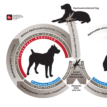 New Heartworm Life Cycle Diagrams Released