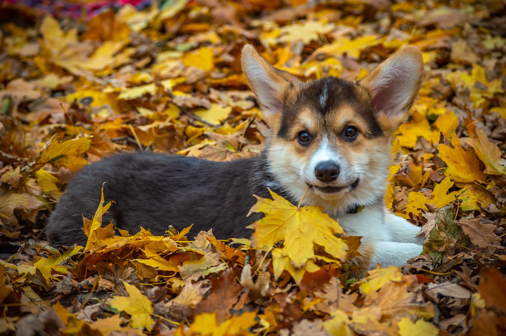 5 Fall Tips for Protecting your Pet’s Health