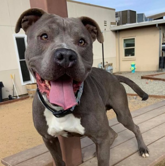 Udy is about 6 years old and heartworm positive. Do you have room for Udy to hang out for the next two months? Call the Tehama County Animal Care Center at 527-3439 for more information. (Contributed)
