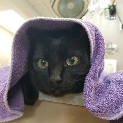 Cat in veterinary clinic under a towel.