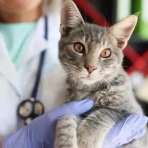 Grey cat being held by vet