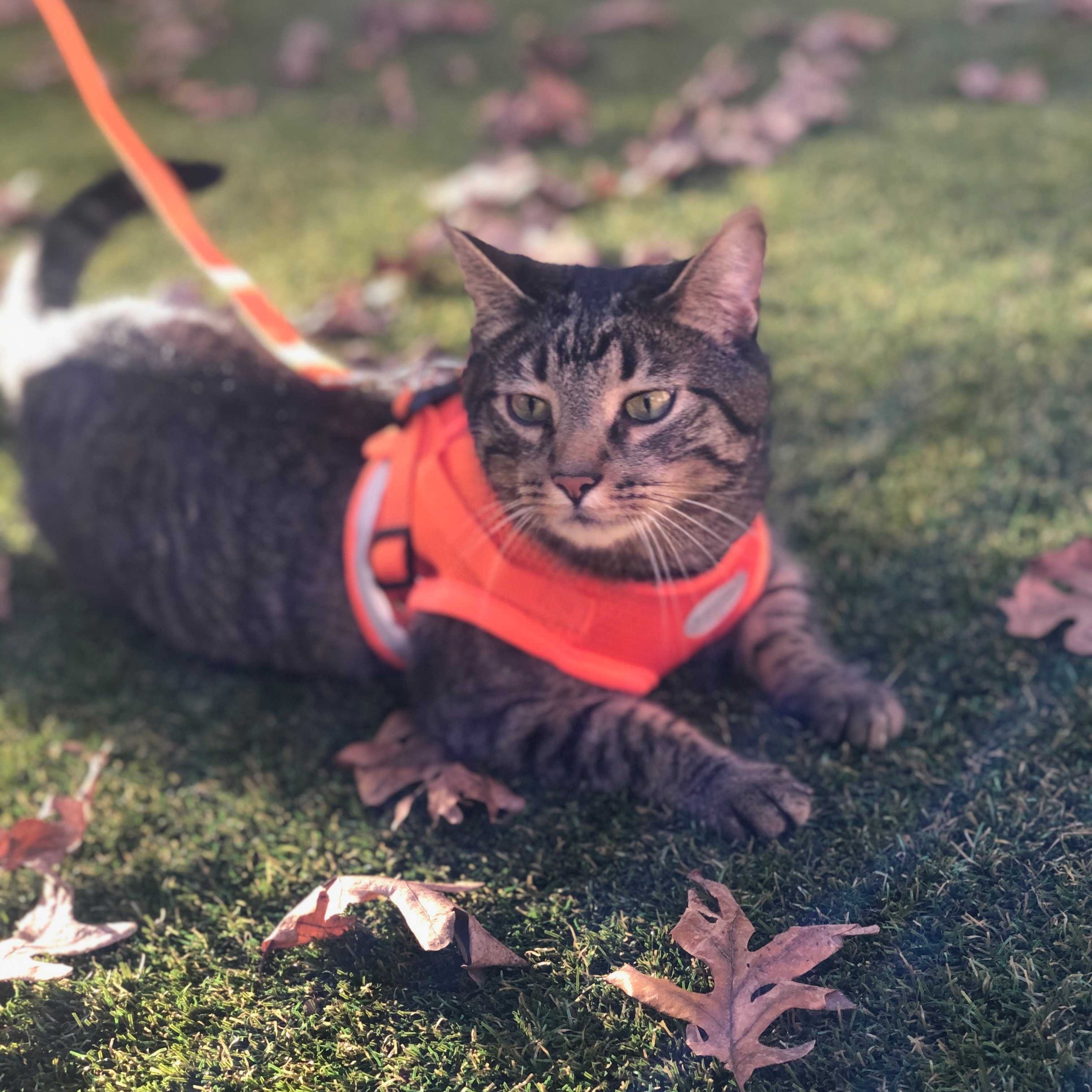 Cat laying on grass wearing a harness leash