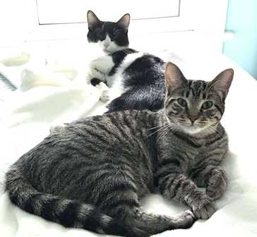 Two cats reclining on a blanket.