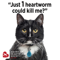 Just 1 heartworm could kill me? (feline)