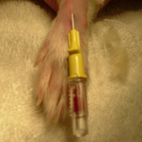 Ferret blood draw 2