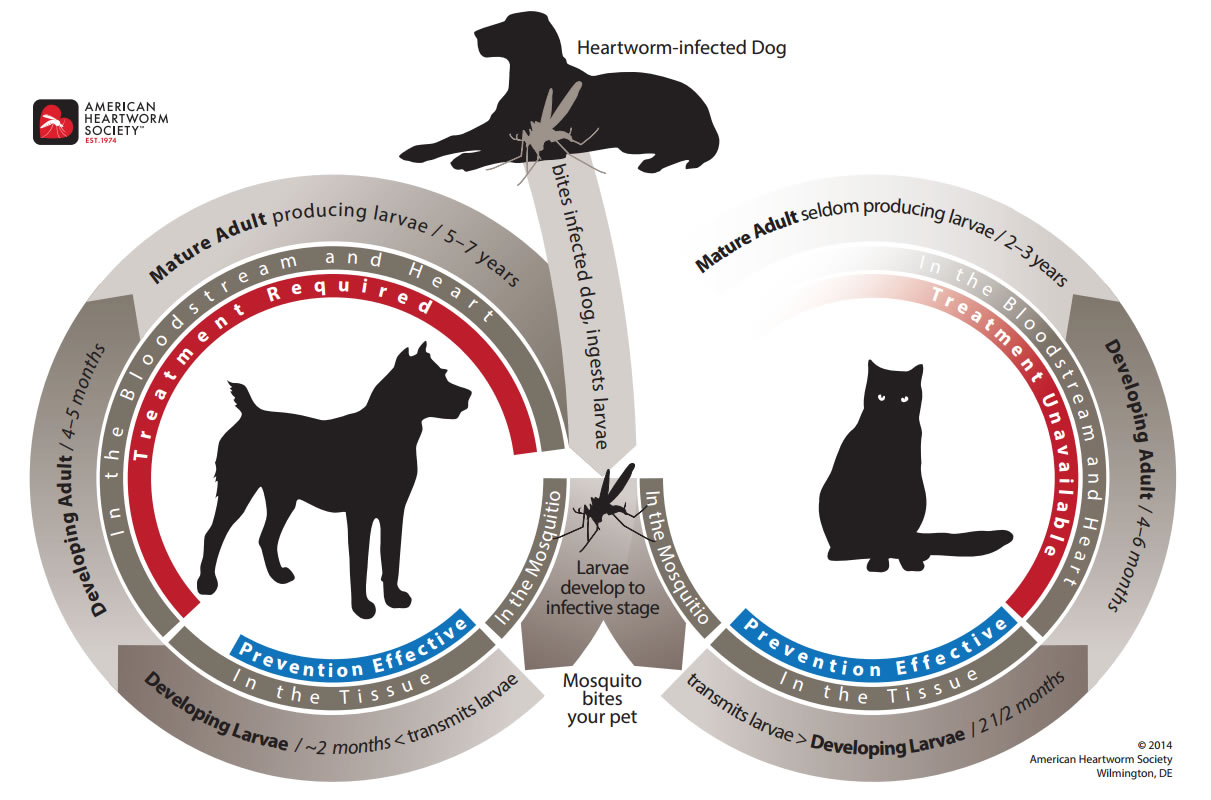 Heartworm In Dogs - American Heartworm Society