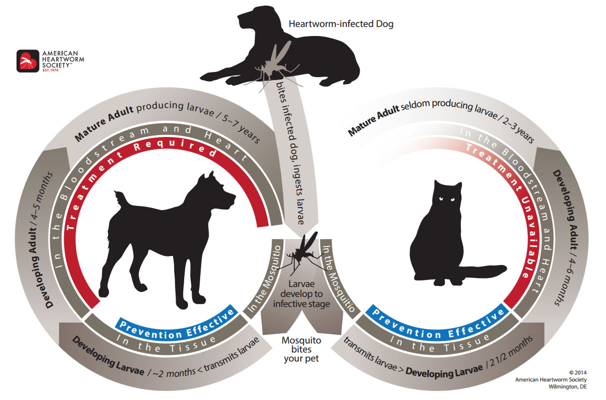 Heartworm In Dogs American Heartworm Society