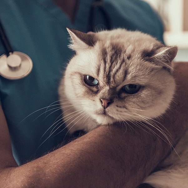 Cat being held by veterinarian