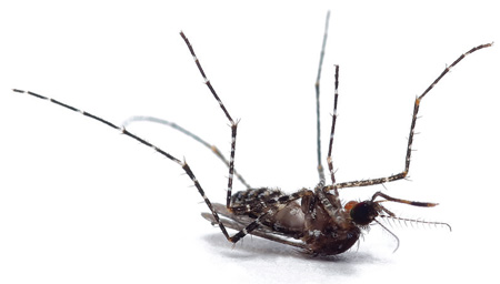 AHS 1511 Nov 15 Winter Bulletin mosquito