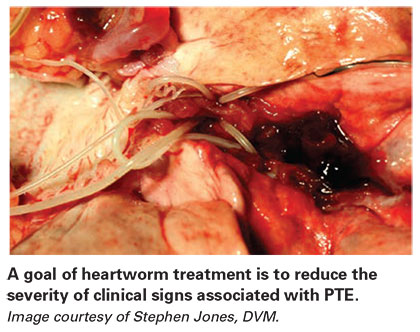 A goal of heartworm treatment is to reduce the severity of clinical signs associated with PTE.