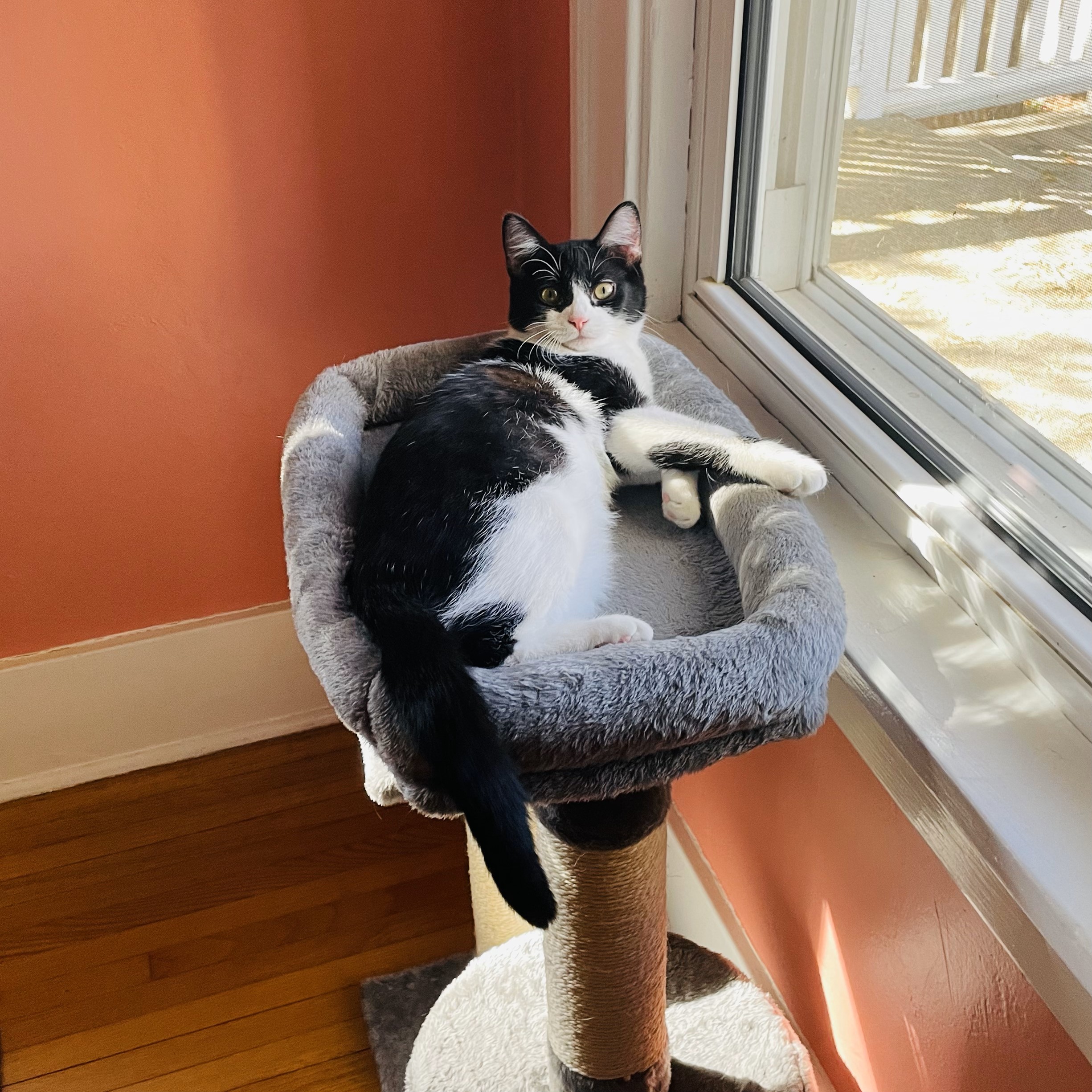 cat in a chair