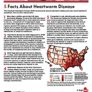 5 Facts About Heartworm Disease