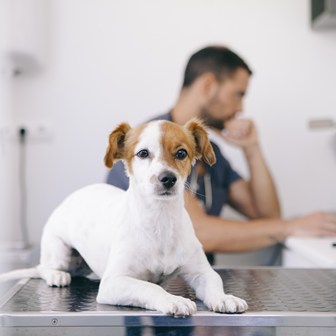 Dog with veterinarian in background. 