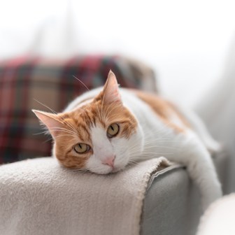 Brown and white cat lounging on sofa arm