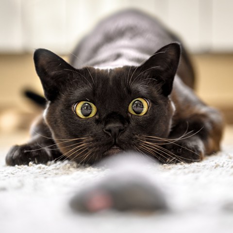 Black cat getting ready to pounce on toy mouse