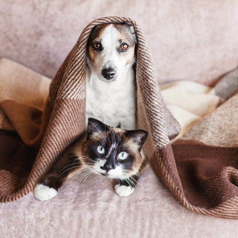Dog and Cat together under blanket 