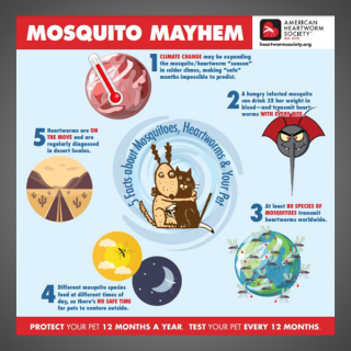 Mosquito Mayhem