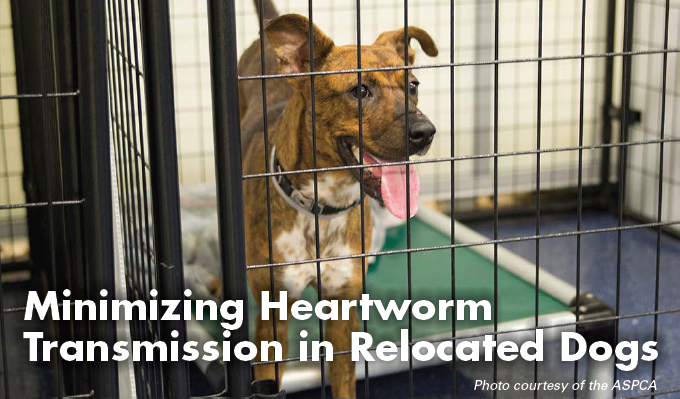 Help Stop Heartworm Travel Plans