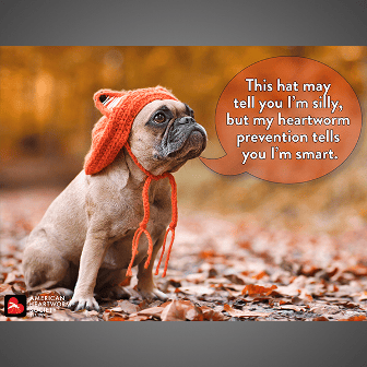 This Hat May Tell You...