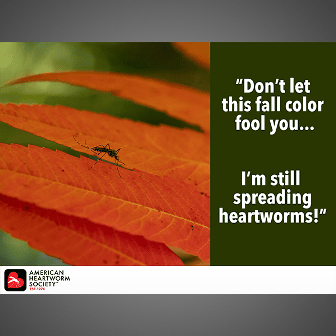 Don't Let Fall Color Fool You