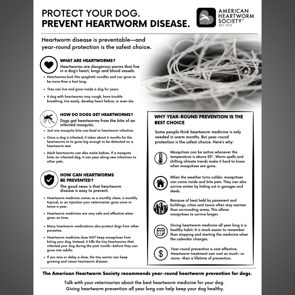 Black and white handout with heartworm picture and text about canine hearhtworm 