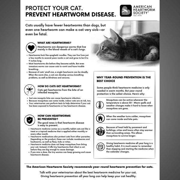 Black and white handout with photo of a reclining cat and text about feline heartworm 