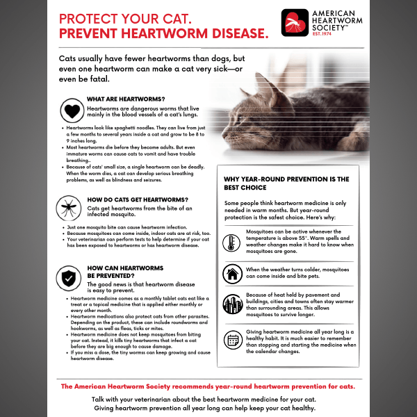 Color handout with photo of a reclining cat and text about feline heartworm