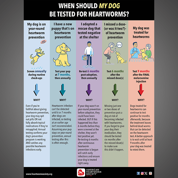 Infographic showing dogs in different situations when heartworm testing is needed