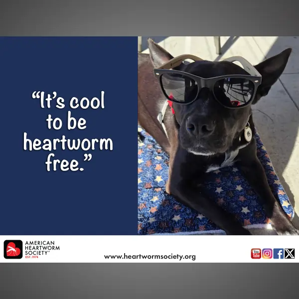 Black dog wearing sunglasses