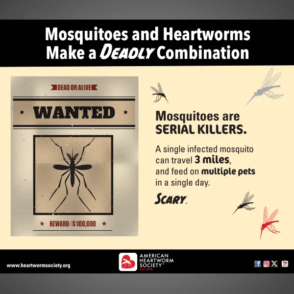 Wanted poster of mosquito