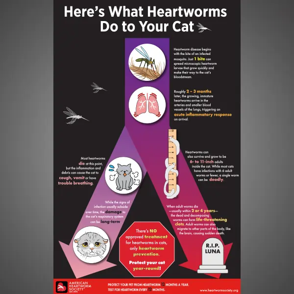 visual progression of heartworm in cats