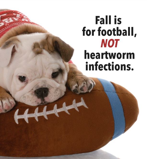 Dogs need fall heartworm protection