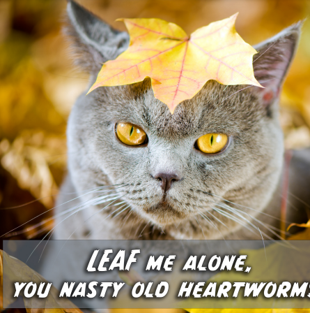 Your cat wants heartworms to 