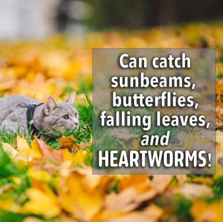 Cats catch heartworms!