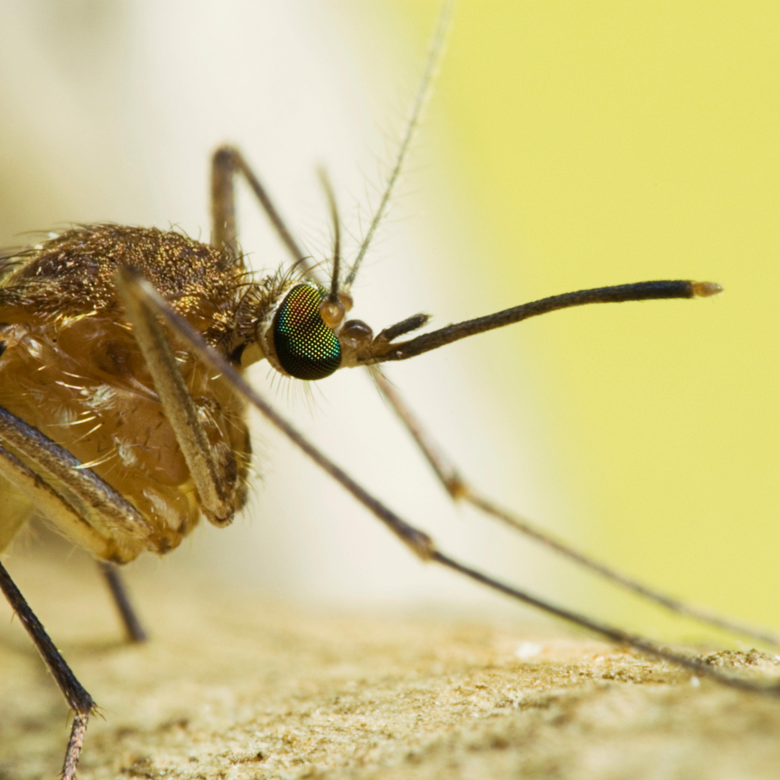 Can YOU Outsmart a Mosquito?